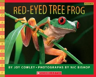 La rainette aux yeux rouges - Red-Eyed Tree Frog