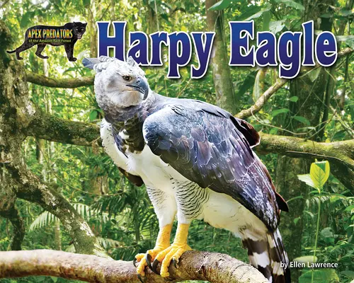 Aigle harpie - Harpy Eagle