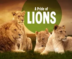 Fierté des lions - Pride of Lions