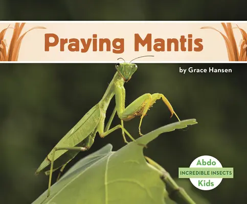 Mante religieuse - Praying Mantis