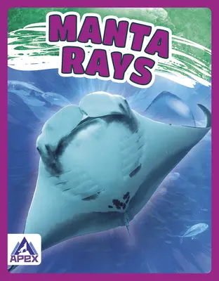 Raies Manta - Manta Rays