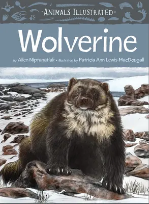 Animaux illustrés : Carcajou - Animals Illustrated: Wolverine