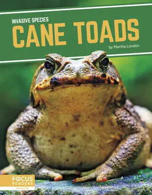 Crapauds de canne - Cane Toads