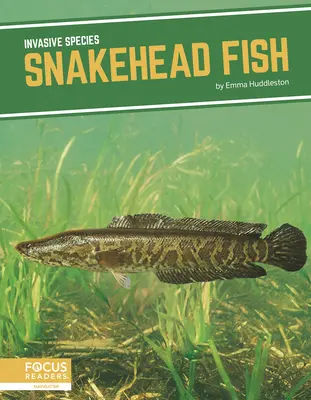 Poisson à tête de serpent - Snakehead Fish