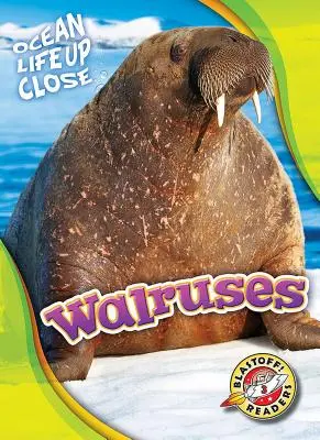 Morses - Walruses