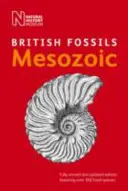 Fossiles britanniques du Mésozoïque - British Mesozoic Fossils