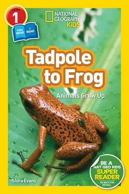 National Geographic Readers : Du têtard à la grenouille (L1/Co-lecteur) - National Geographic Readers: Tadpole to Frog (L1/Co-Reader)