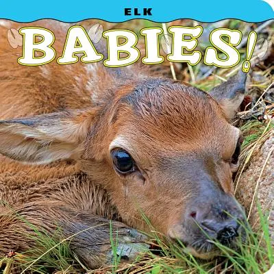 Bébés élans ! - Elk Babies!