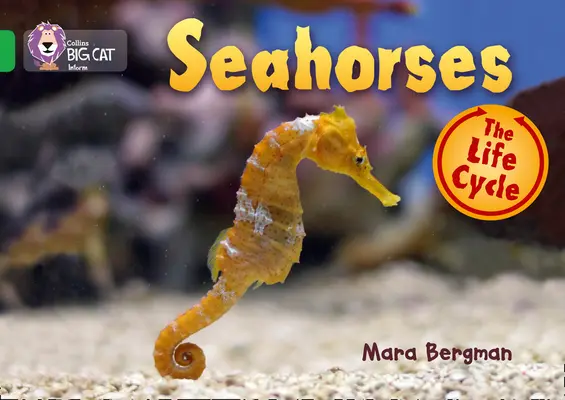 Hippocampes - Seahorses