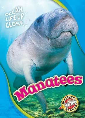 Lamantins - Manatees