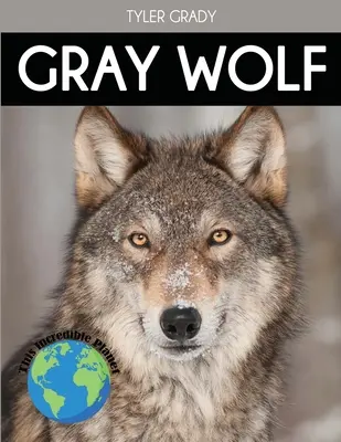 Loup gris : Faits fascinants sur les animaux pour les enfants - Gray Wolf: Fascinating Animal Facts for Kids