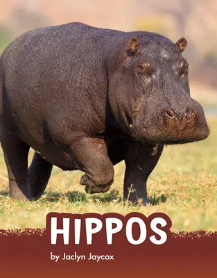 Hippopotames - Hippos