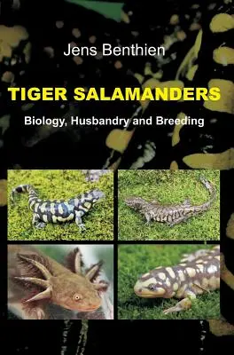 Salamandres tigrées - Tiger Salamanders