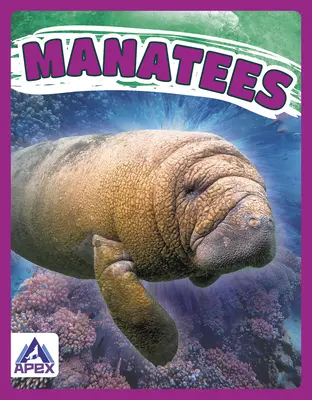 Lamantins - Manatees