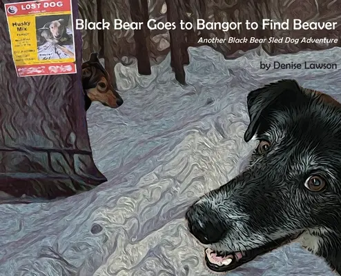 Un ours noir se rend à Bangor pour trouver un castor - Black Bear Goes to Bangor to Find Beaver