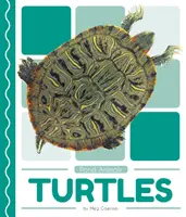 Tortues - Turtles