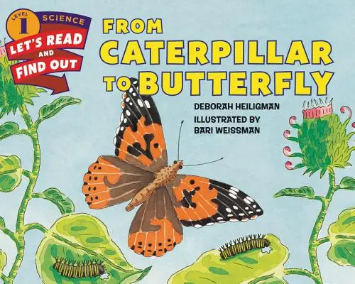 De la chenille au papillon - From Caterpillar to Butterfly