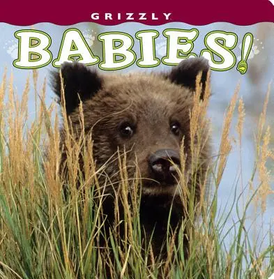 Les bébés grizzlis ! - Grizzly Babies!