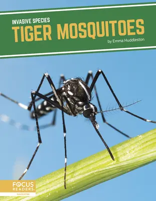 Moustiques tigres - Tiger Mosquitoes