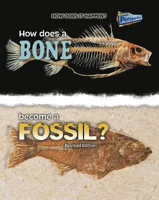 Comment un os devient-il un fossile ? - How Does a Bone Become a Fossil?