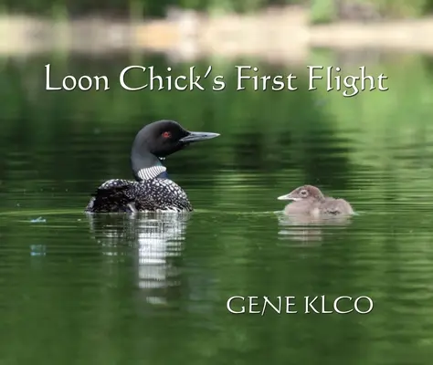 Le premier vol d'un poussin plongeur - Loon Chick's First Flight