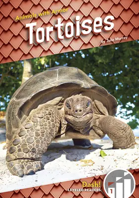 Tortues - Tortoises