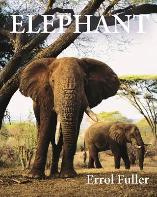 L'éléphant - Elephant