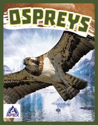 Balbuzards - Ospreys