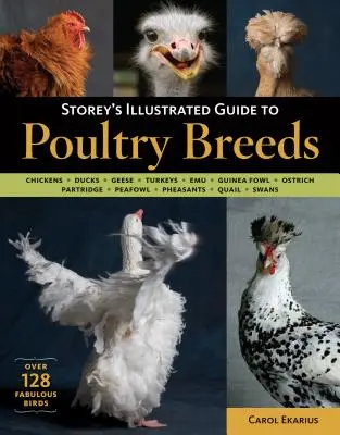 Storey's Illustrated Guide to Poultry Breeds (Guide illustré des races de volailles) : Poulets, canards, oies, dindes, émeus, pintades, autruches, perdrix, pintades, faisans, cailles, caillets, etc. - Storey's Illustrated Guide to Poultry Breeds: Chickens, Ducks, Geese, Turkeys, Emus, Guinea Fowl, Ostriches, Partridges, Peafowl, Pheasants, Quails, S