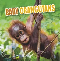 Bébés orangs-outans - Baby Orangutans