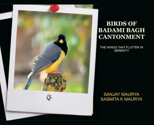 Les oiseaux du canton de Badami Bagh - Birds of Badami Bagh Cantonment