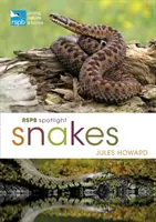 Rspb Spotlight Snakes