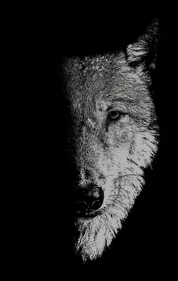 En compagnie des loups : Loups-garous, loups et enfants sauvages - In the company of wolves: Werewolves, wolves and wild children