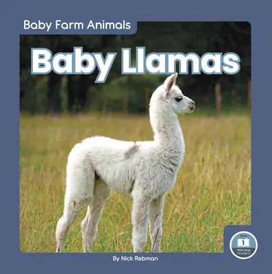 Bébés lamas - Baby Llamas