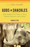 Des dieux enchaînés - Ce que les éléphants peuvent nous apprendre sur l'empathie, la résilience et la liberté - Gods in Shackles - What Elephants Can Teach Us About Empathy, Resilience and Freedom