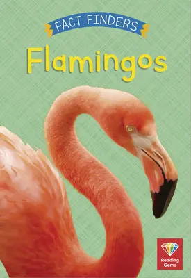 Flamants - Flamingos