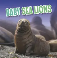 Bébés otaries - Baby Sea Lions