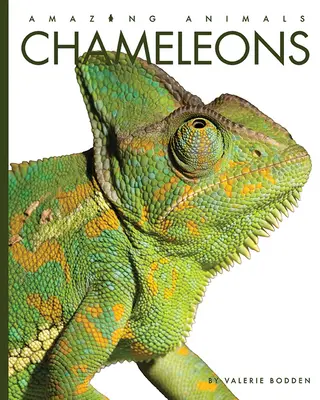 Caméléons - Chameleons