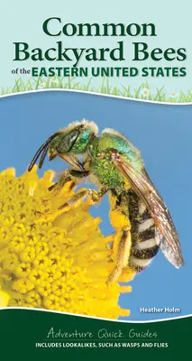 Les abeilles indigènes communes de l'est des États-Unis : Votre façon d'identifier facilement les abeilles et leurs semblables - Common Native Bees of the Eastern United States: Your Way to Easily Identify Bees and Look-Alikes