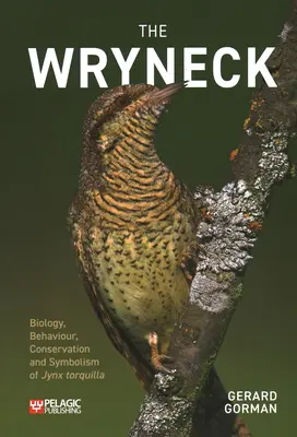 Le pic-vert - The Wryneck