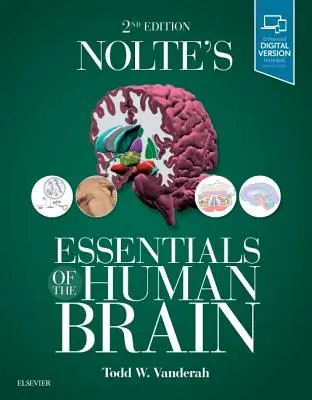 L'essentiel du cerveau humain de Nolte - Nolte's Essentials of the Human Brain