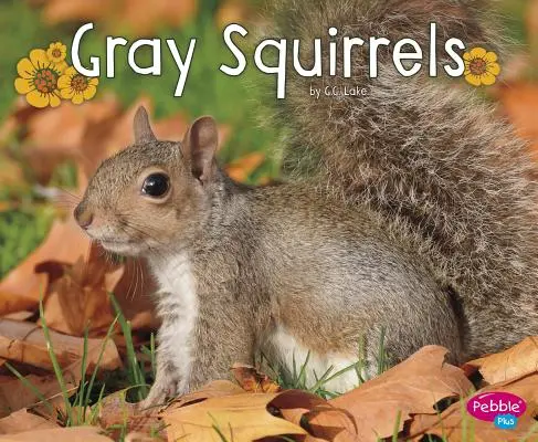 Écureuils gris - Gray Squirrels