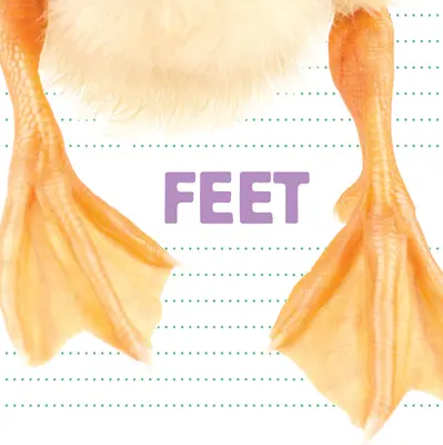 Pieds - Feet