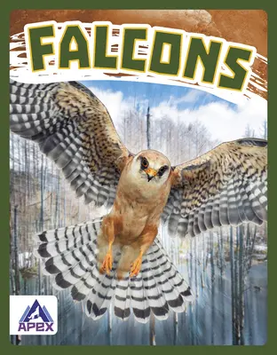 Faucons - Falcons