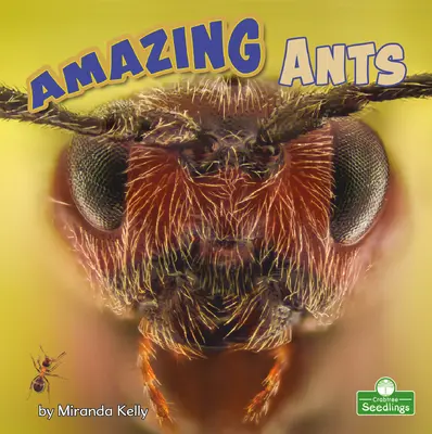 Des fourmis étonnantes - Amazing Ants