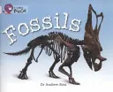 Fossiles - Fossils