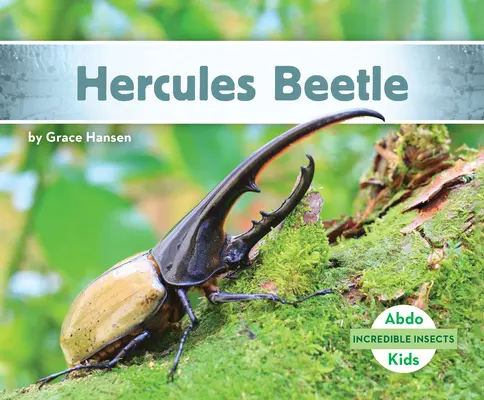 Coléoptère Hercule - Hercules Beetle