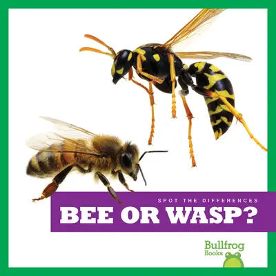 Abeille ou guêpe ? - Bee or Wasp?