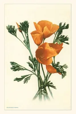 Journal d'époque Coquelicots de Californie - The Vintage Journal California Poppies