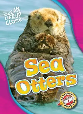 Loutre de mer - Sea Otters